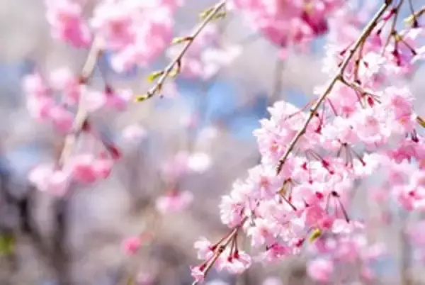 日本から贈られた千株の桜の花、西安の古寺で満開に＝中国メディア　
