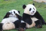「なぜ日本は可能なのか・・・パンダをレンタルしたくてもできない国は多いのに＝中国」の画像1