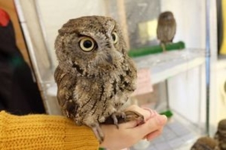 日本に行くと「中国に帰りたくなくなる」・・・日本は「想像よりも良かった」＝中国