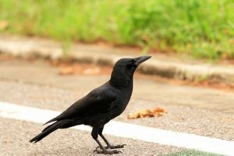 同じカラスでも日本人と中国人のイメージはこんなに違っていた＝中国報道