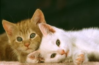 中国人が抱く疑問「日本人はなぜこんなにも猫が好きなのか」＝中国報道