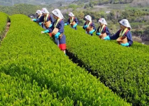 日本というお手本が隣にあるのだから「中国の農業従事者はそろそろ目を覚ませ」＝中国報道