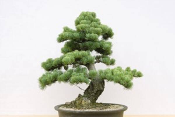 日本人が盆栽を 芸術の域 に 今では欧米でも ｂｏｎｓａｉ として人気に 中国 年9月1日 エキサイトニュース