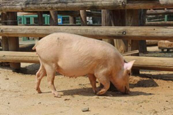 ドイツの豚肉を巡り 日中韓が珍しく 一致団結 中国メディア 年9月27日 エキサイトニュース