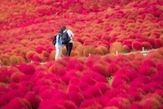 中国でその辺に生えている「草」が、日本で大人気な理由＝中国メディア　