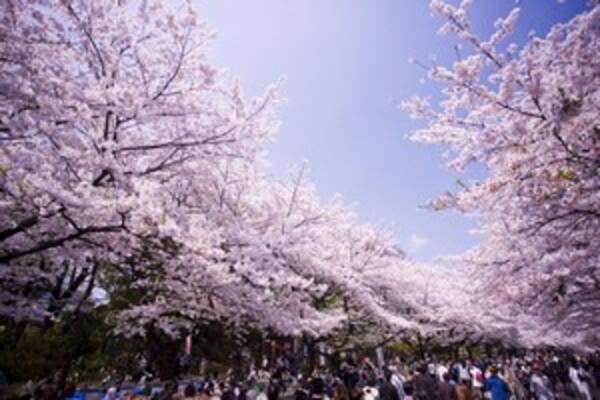 日本人が桜の花を好きな理由 実はとてもシンプルなのだ 年12月16日 エキサイトニュース