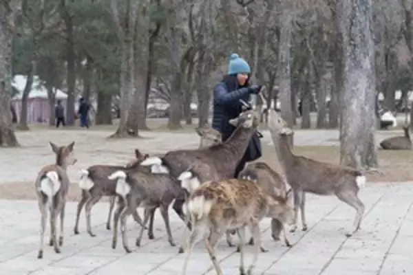 中国人観光客も心配な奈良のシカ、飢えてはいなかった＝中国メディア