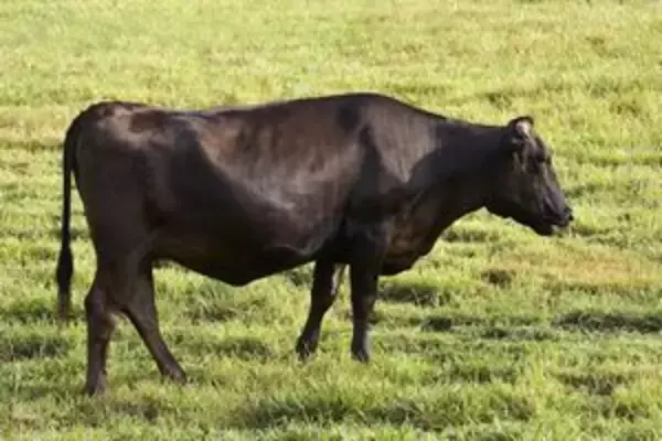 日本は一体どうやって和牛という「神話」を創造したのか＝中国