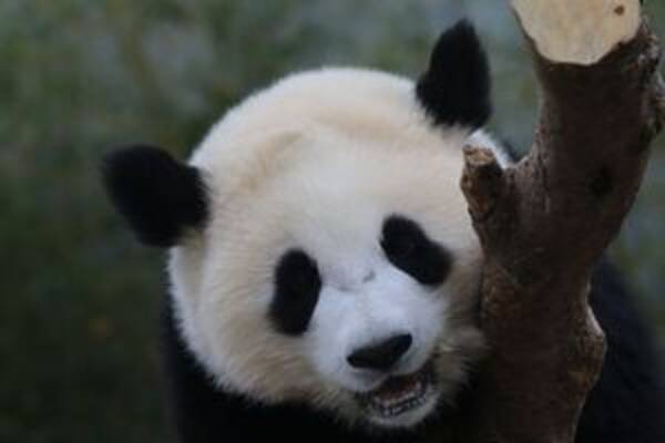日本のパンダはなぜ 中国と違って くっきりときれいな白黒 なのか 中国 21年3月13日 エキサイトニュース
