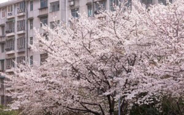 中国の 桜の名所 は日本人の手で これは 国恥の花 なのか 中国 2021年3月15日 エキサイトニュース