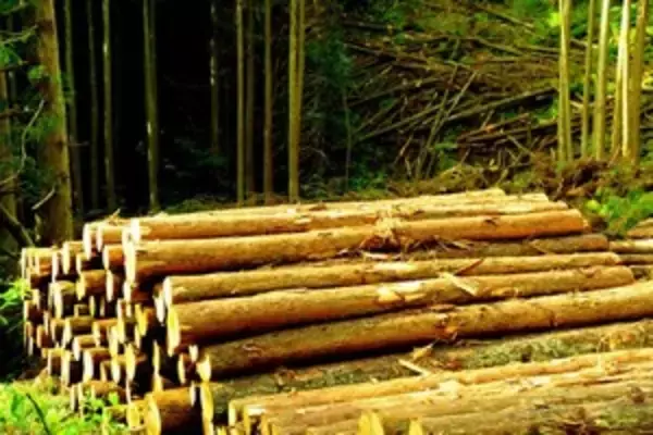 日本は「自国の森林を伐採しない」との噂は「デマだった」＝中国