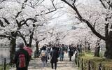 「「桜＝日本」となった理由、模倣できない文化的な深み＝中国」の画像1