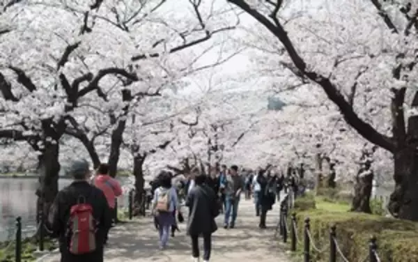 「「桜＝日本」となった理由、模倣できない文化的な深み＝中国」の画像