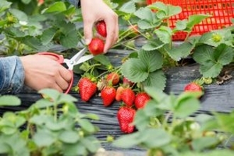 日本こそ小規模農業の成功例、中国が日本から学べること＝中国報道