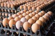 日本人が鶏卵を生で食べられるのは「執念があってこそ」＝中国