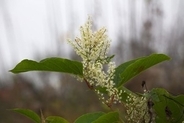 中国で高級食材とされる植物、日本では「嫌われ者」扱いだった＝中国