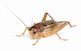 日本人と中国人、それぞれにとって親しみのある昆虫には「違い」が＝中国