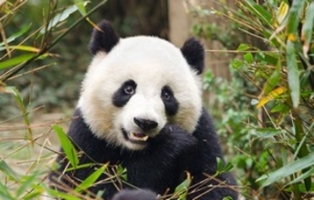 パンダが好きすぎて中国でパンダの飼育係になった女性　可愛すぎると話題に＝中国メディア