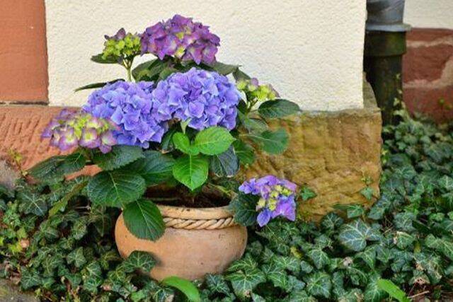 家の中の蟻はどこから侵入するのか?その原因と侵入対策を知ろう!