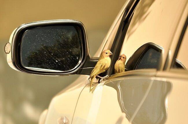 愛車が汚れる前に！車を守る鳥のフン対策にはどんなものがある？