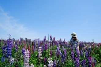 【色別】ルピナスの花言葉！名前の由来や種類・育て方も紹介