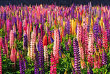 「【色別】ルピナスの花言葉！名前の由来や種類・育て方も紹介」の画像7