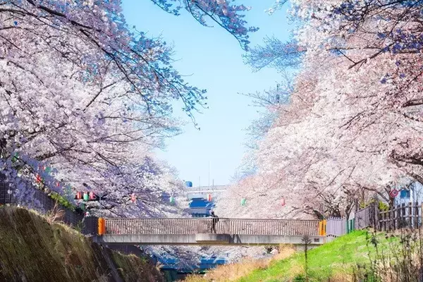 「春にカップルで行きたい「デートスポット＆プラン」ランキング」の画像