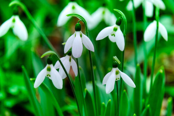 感謝を伝える花言葉16選 花束でありがとうを伝えよう 年4月3日 エキサイトニュース