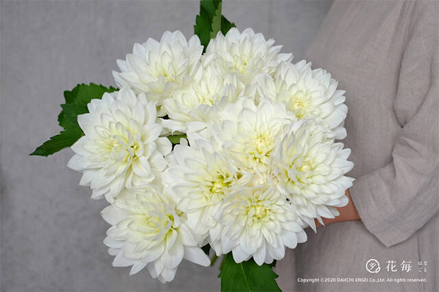 感謝を伝える花言葉16選 花束でありがとうを伝えよう 年4月3日 エキサイトニュース 5 7