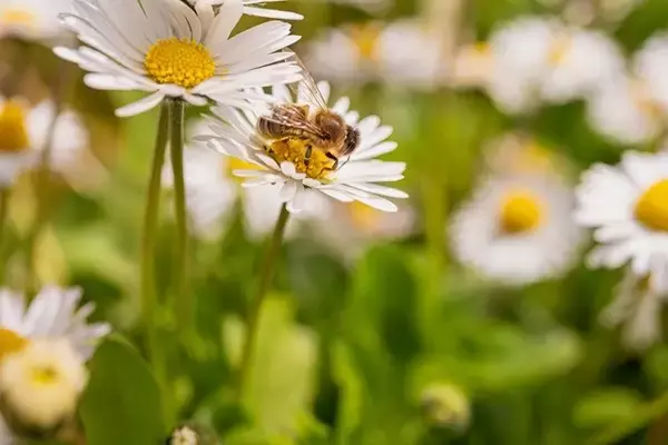 「【夢占い】蜂に刺される夢の意味・暗示30選！体の部位・状況別に解説」の画像