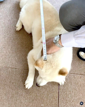 “愛犬の長さを測る”というお父さんのささやかな試みに非協力的な柴犬。地味すぎる攻防にほのぼの【動画】