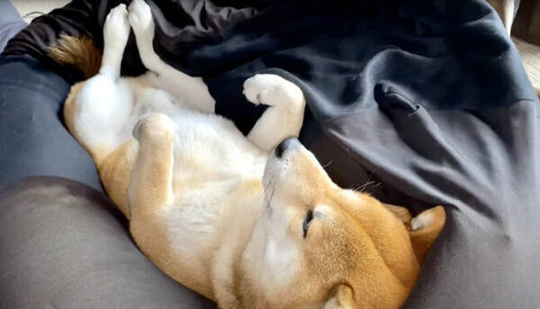 グゥ 音だけだと完全に人間 目を開けながら本格的なイビキをかく柴犬がクセになりすぎる 動画 22年4月4日 エキサイトニュース