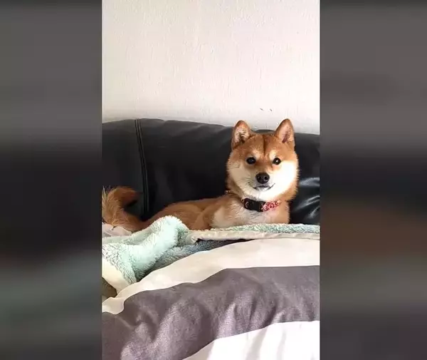 「わかってたけどさ…名前を呼ばれてもスルーなのにおやつには秒で反応、それが柴犬【動画】」の画像