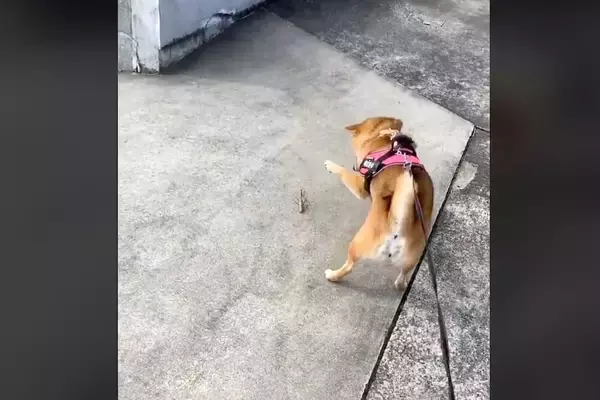 「見たら思わず笑顔になっちゃう『柴ステップ』を知ってる？この可愛さをぜひ共有したい【柴犬動画】」の画像