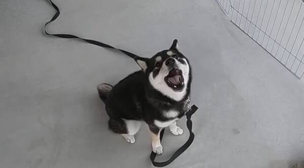 ギャアァウ 近所の犬を真似してみたけれど ほぼ悲鳴の遠吠えになっちゃう柴犬にずっと笑ってる 動画 22年5月7日 エキサイトニュース ギャアァウ 近所の犬を真似してみたけれど ほぼ悲鳴の遠吠えになっちゃう柴犬にずっと笑ってる 動画 22年5月7日 エキサイトニュース