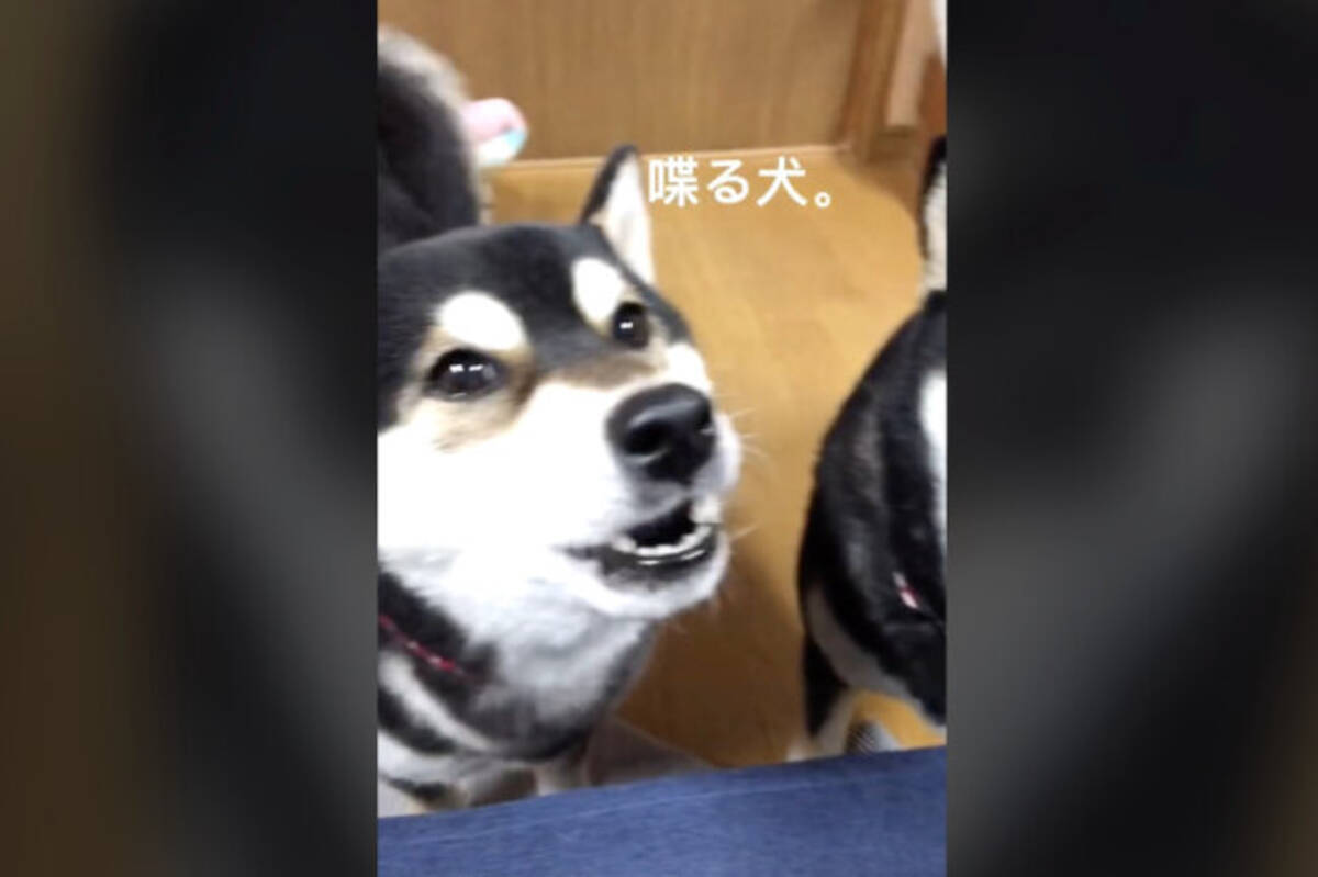 飼い主 食べる 柴犬 食べる食べる食べるぅううう 犬語はわからなくてもこれはわかる 動画 22年9月13日 エキサイトニュース