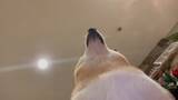 「鼻からジュースが…！真下から柴犬を見ていたら衝撃映像が撮れてしまった【動画】」の画像1