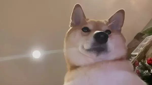 「鼻からジュースが…！真下から柴犬を見ていたら衝撃映像が撮れてしまった【動画】」の画像