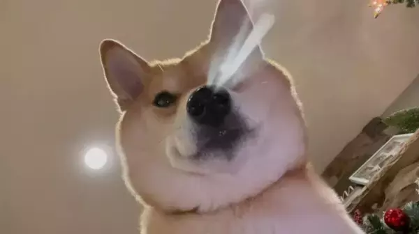 「鼻からジュースが…！真下から柴犬を見ていたら衝撃映像が撮れてしまった【動画】」の画像