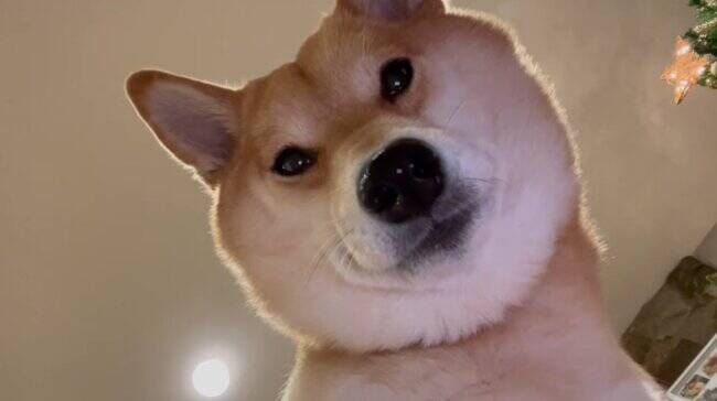 鼻からジュースが…！真下から柴犬を見ていたら衝撃映像が撮れてしまった【動画】