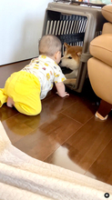 「また来たの？はいはいチュッ。」お宅訪問してきた赤ちゃんにキスで対応する柴犬超イケメン【動画あり】