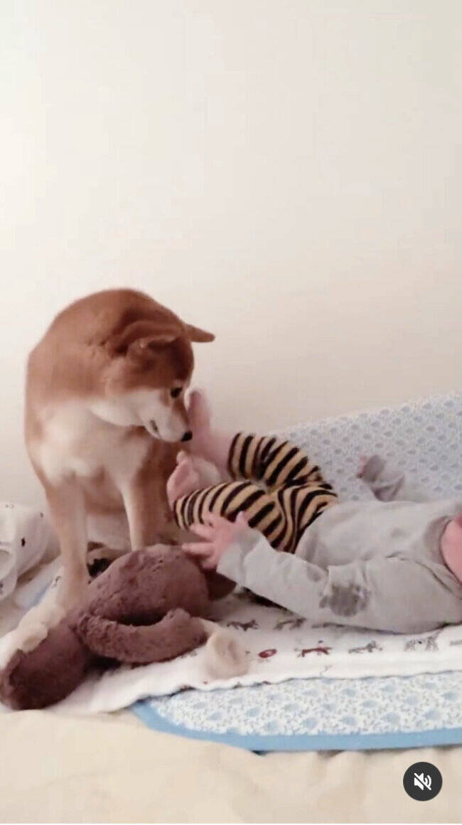 また来たの はいはいチュッ お宅訪問してきた赤ちゃんにキスで対応する柴犬超イケメン 動画あり 22年5月12日 エキサイトニュース