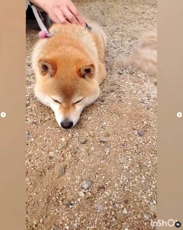 なんだこの可愛い生物は ツチノコ状態でモフを刈られる柴犬がうっかりウトウトしててヤバい 動画あり 22年4月16日 エキサイトニュース