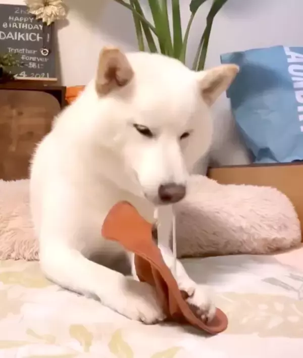 ゴムパッチンしちゃう…とドキドキさせておいて結局しない柴犬。期待してたわけじゃないよ、本当に【動画】