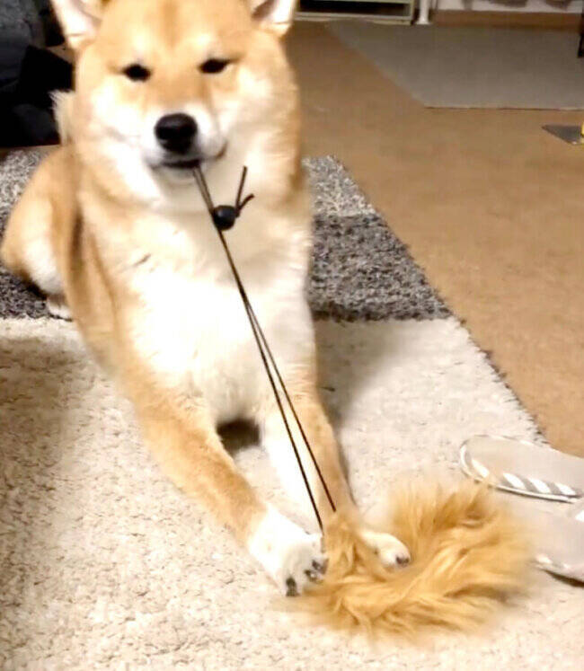 ゴムパッチンしちゃう…とドキドキさせておいて結局しない柴犬。期待してたわけじゃないよ、本当に【動画】