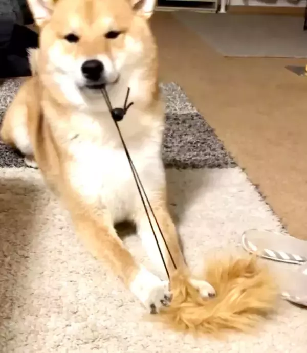 「ゴムパッチンしちゃう…とドキドキさせておいて結局しない柴犬。期待してたわけじゃないよ、本当に【動画】」の画像