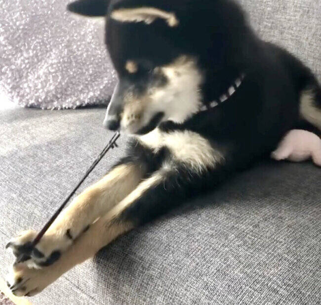 ゴムパッチンしちゃう…とドキドキさせておいて結局しない柴犬。期待してたわけじゃないよ、本当に【動画】