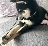 「ゴムパッチンしちゃう…とドキドキさせておいて結局しない柴犬。期待してたわけじゃないよ、本当に【動画】」の画像3