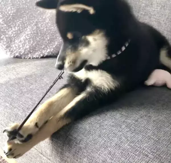 「ゴムパッチンしちゃう…とドキドキさせておいて結局しない柴犬。期待してたわけじゃないよ、本当に【動画】」の画像