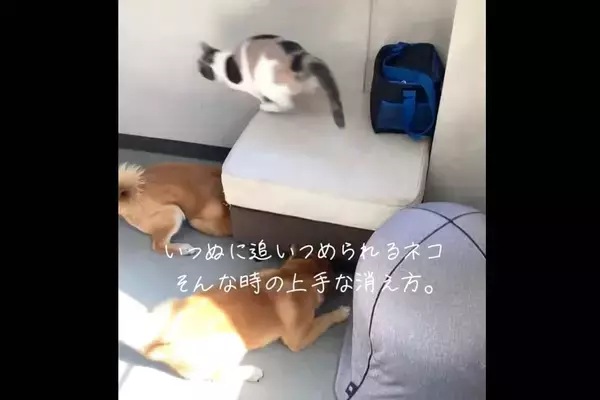 「最初は仲良し…でも？だいたいケンカをふっかけるのは柴犬の方なんです【動画】」の画像